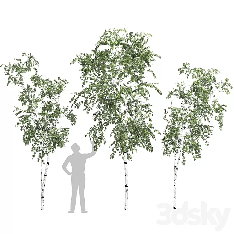 Birch tree set 9 3D Model Birch tree set 9 3D Model