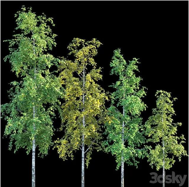 Birches 3D Model