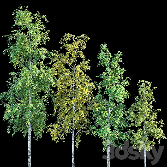Birches 3D Model Birches 3D Model