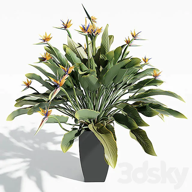 Bird Of Paradise 3DModel Bird Of Paradise 3DModel