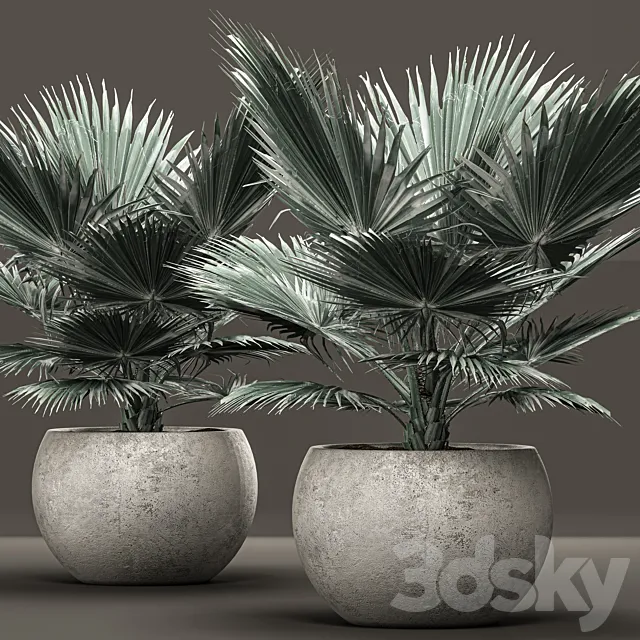 Bismarckia nobilis 2. fan palm blue palm brachea bismarckia concrete flowerpot 3D Model Bismarckia nobilis 2. fan palm blue palm brachea bismarckia concrete flowerpot 3D Model