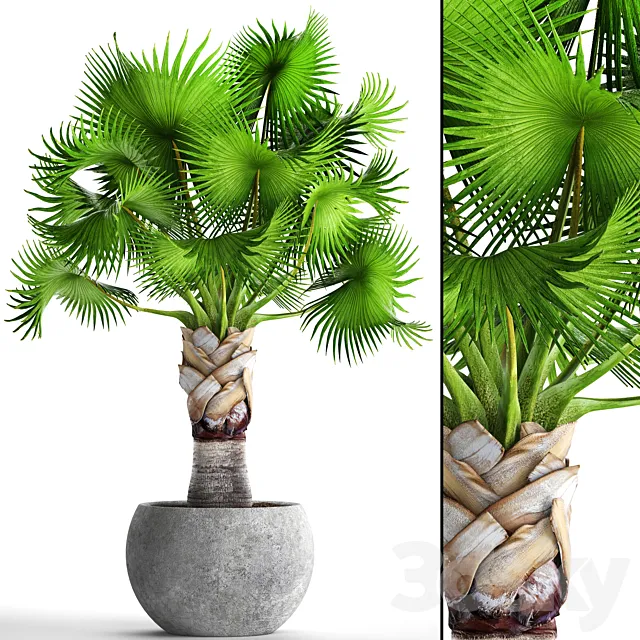 Bismarckia Nobilis green. fan palm brachea bismarckia palm tree in a vase pot decorative outdoor 3D Model Bismarckia Nobilis green. fan palm brachea bismarckia palm tree in a vase pot decorative outdoor 3D Model