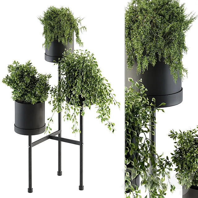 Black Box Plants on stand 07 3D Model