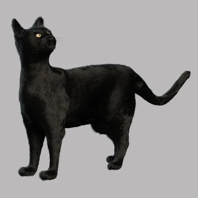 Black Cat 3D Model Black Cat 3D Model