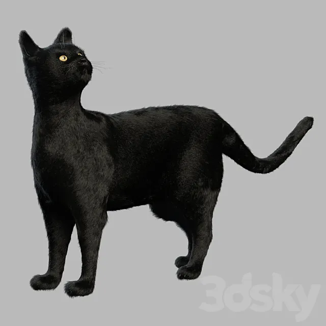Black Cat 3D Model