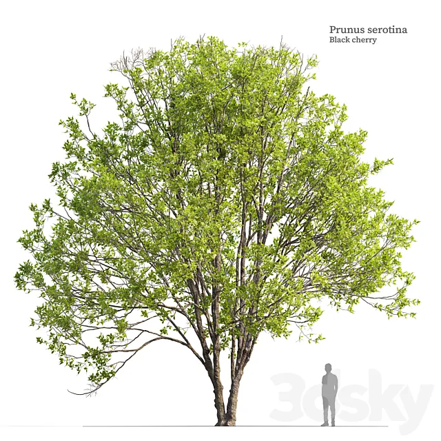 Black cherry 02 3D Model