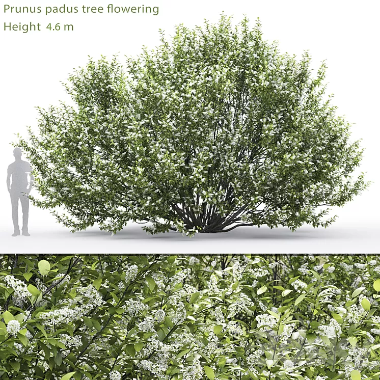 Black cherry | Prunus padus flowering # 2 (4.6m) 3D Model Black cherry | Prunus padus flowering # 2 (4.6m) 3D Model