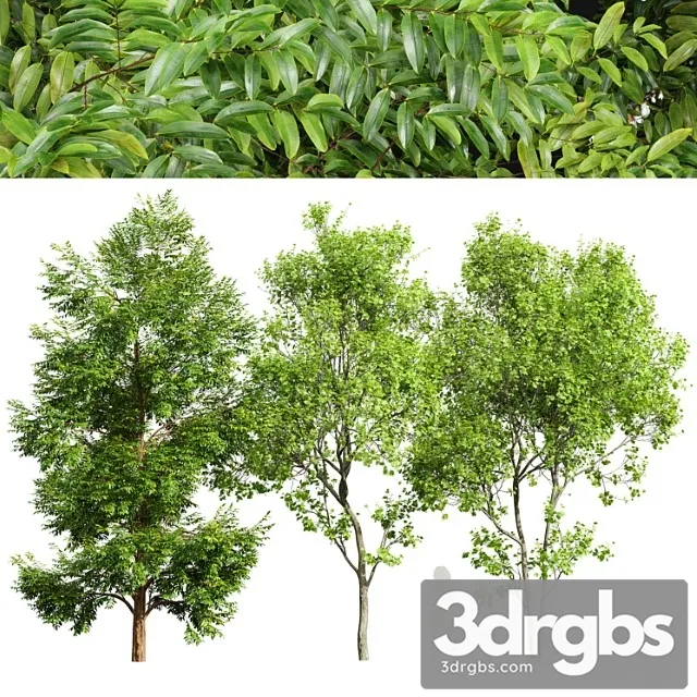 Black Locust Blossom And Acer Saccharinum 3D Model Download Black Locust Blossom And Acer Saccharinum 3D Model Download