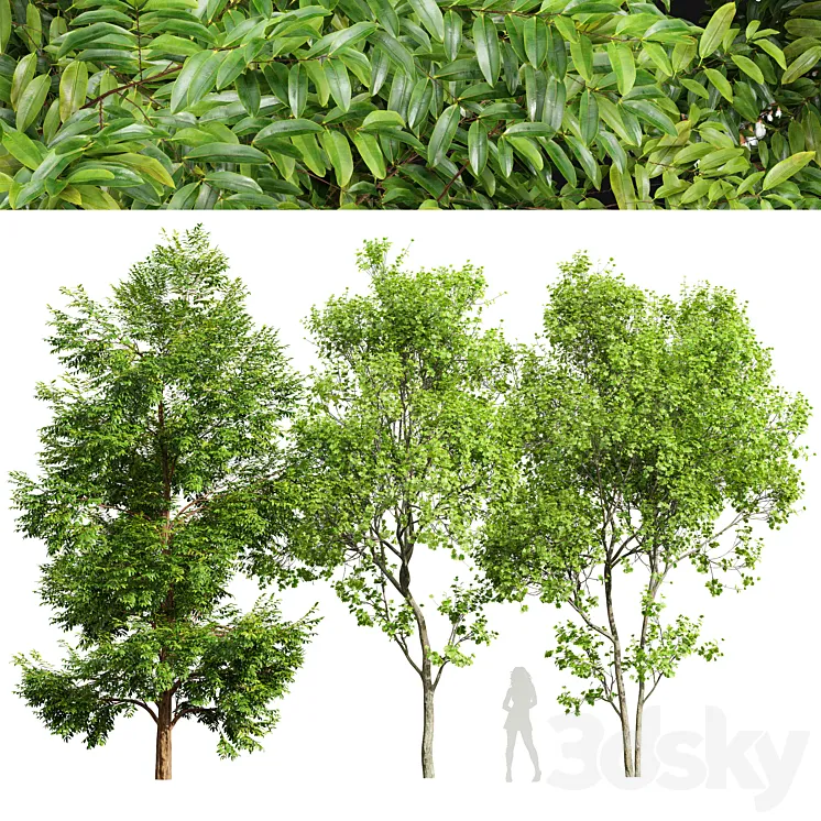 Black locust blossom and Acer Saccharinum 3D Model Free Download