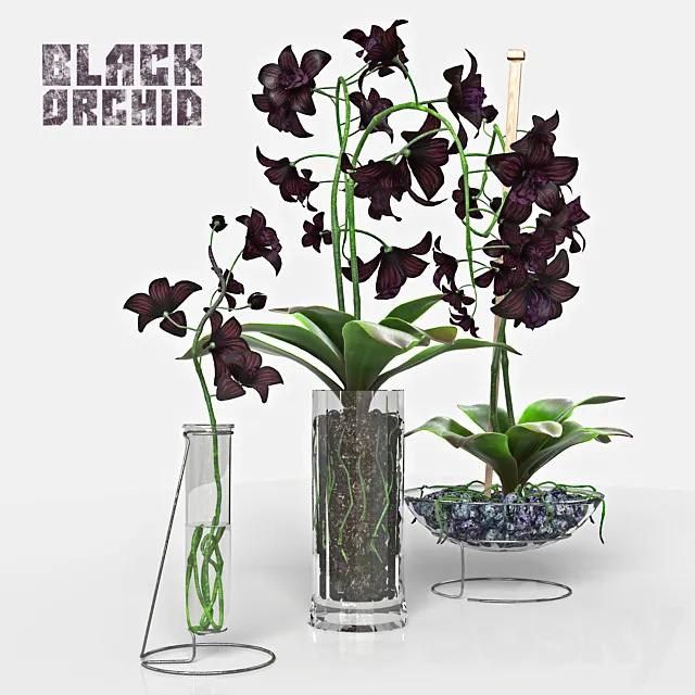 Black Orchid set 3D Model Black Orchid set 3D Model