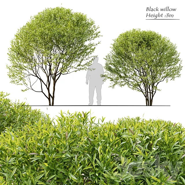 Black willow 3D Model