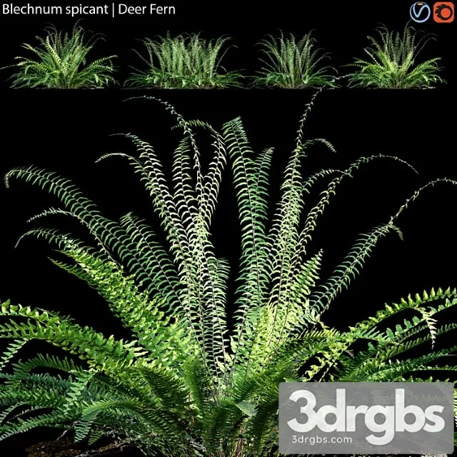 Blechnum Spicant Deer Fern 02 3D Model Download Blechnum Spicant Deer Fern 02 3D Model Download