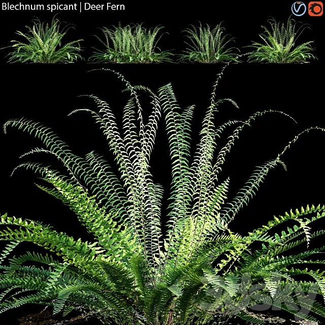 Blechnum spicant – Deer Fern – 02 3D Model