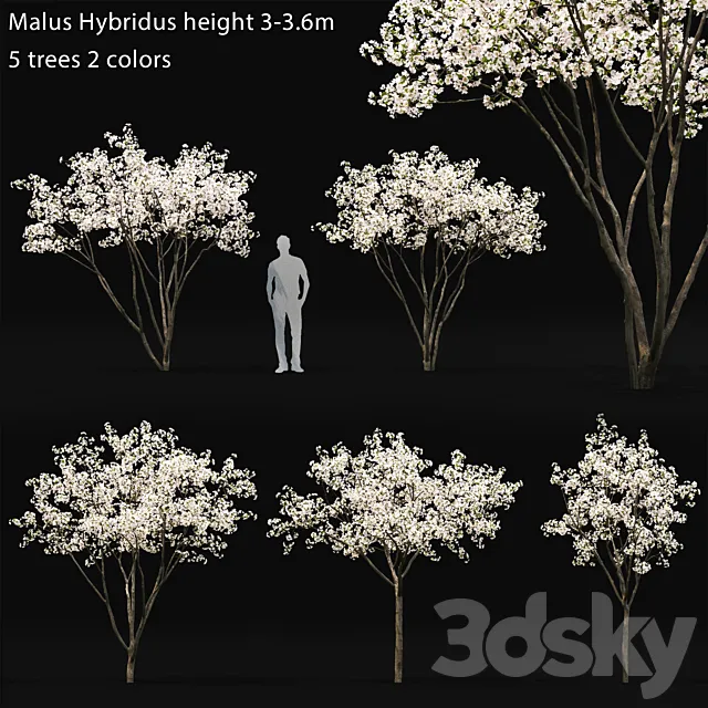Blooming Apple Tree | Malus Hybridus flowering # 1 3D Model