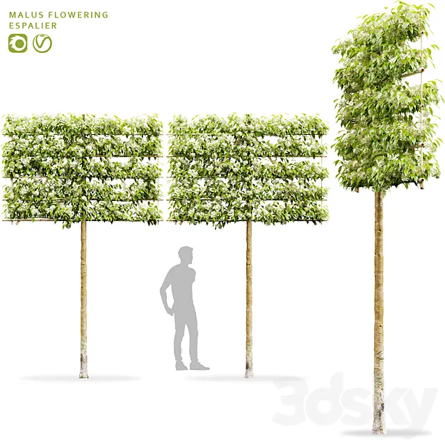 Blooming apple tree on a trellis | Malus flowering espalier # 2 3D Model