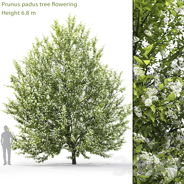Blooming cherry tree | Prunus padus # 1 (6.8m) 3DModel Blooming cherry tree | Prunus padus # 1 (6.8m) 3DModel