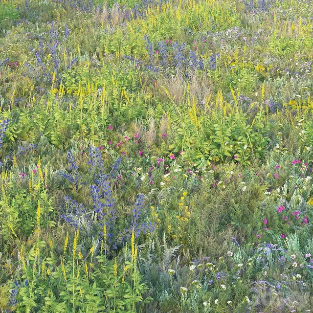 Blooming meadow grass 2 3D Model Blooming meadow grass 2 3D Model