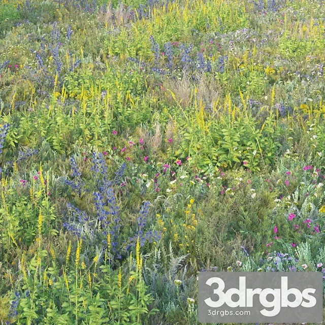 Blooming meadow grass 2 Blooming meadow grass 2