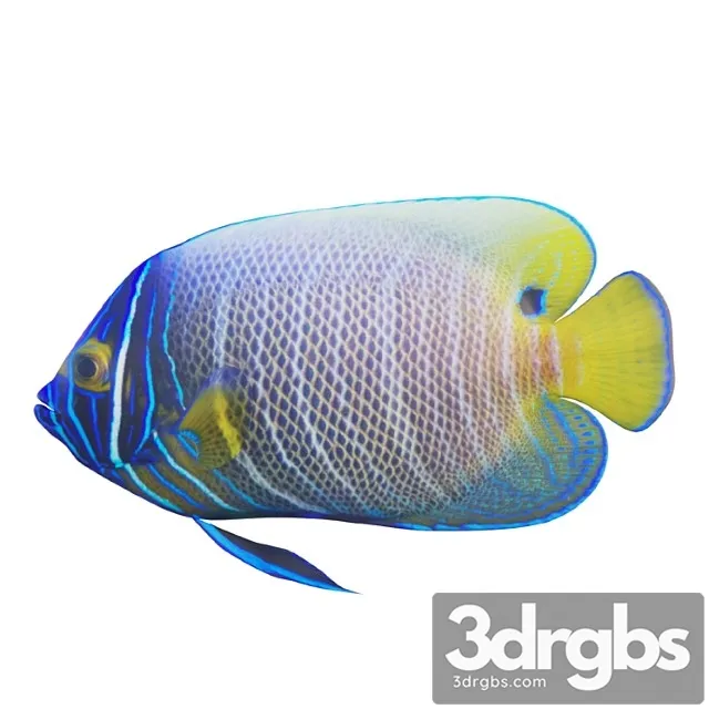 Blue Girdled Angelfish Set 03 3D Model Download