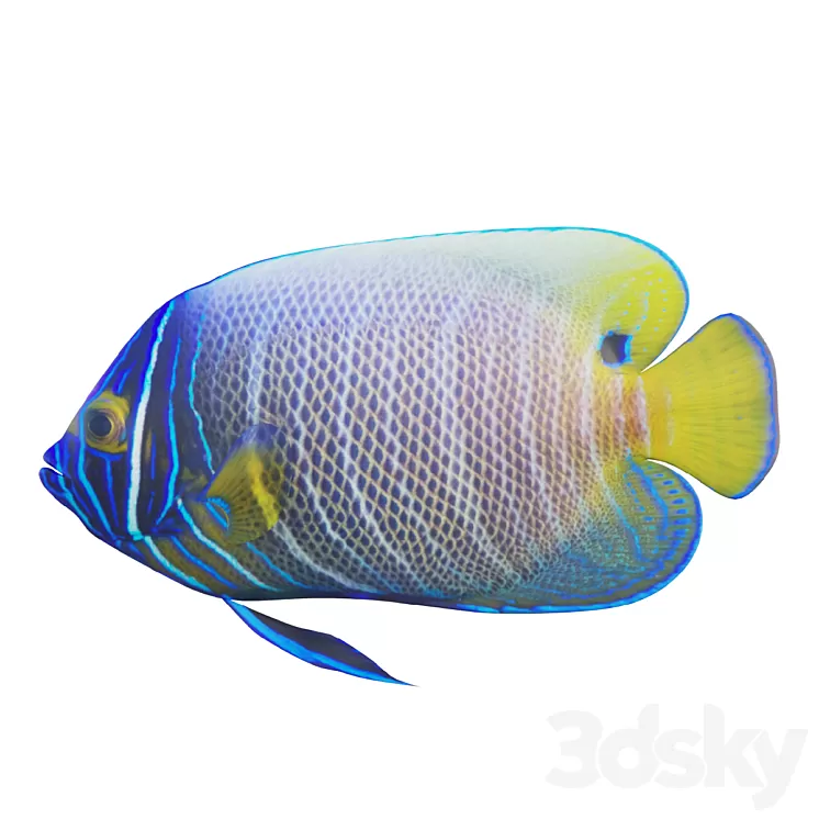 Blue girdled Angelfish set 03 3D Model Free Download