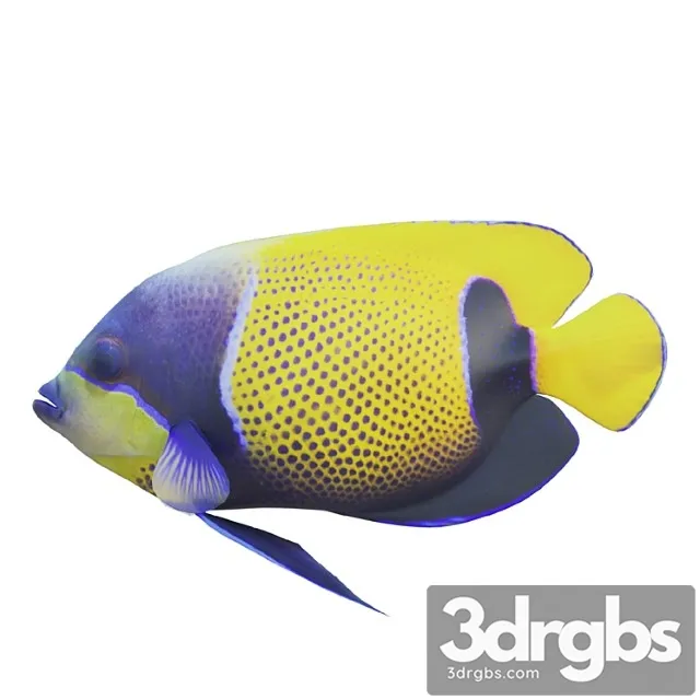 Blue Girdled Angelfish Set 04 3D Model Download