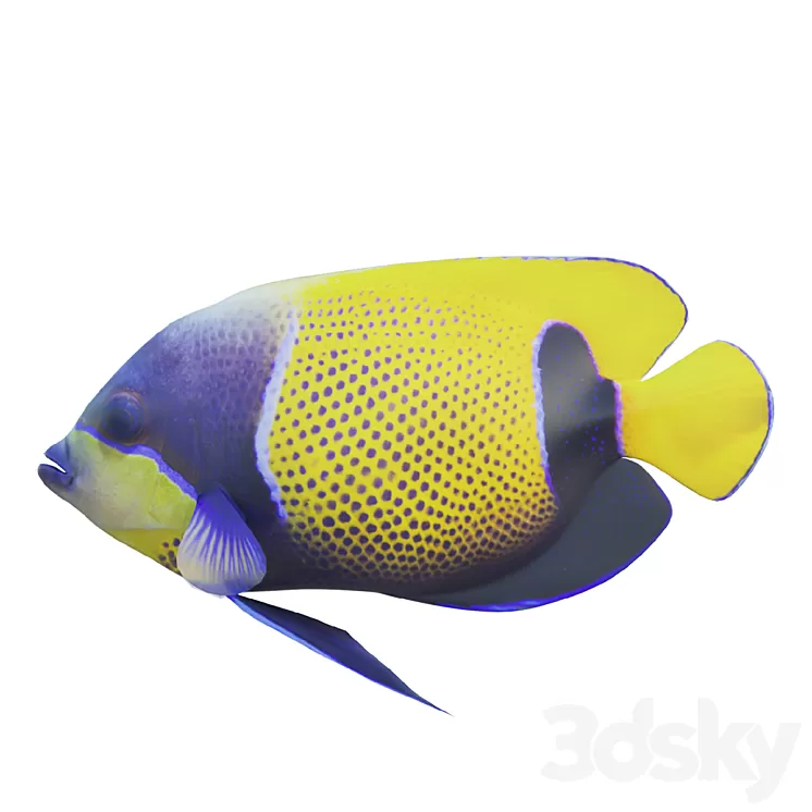 Blue girdled Angelfish set 04 3D Model Free Download