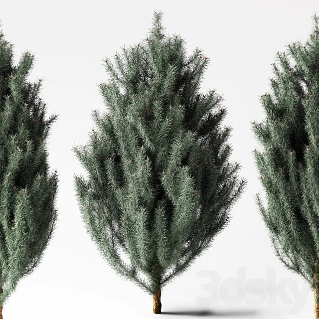 blue Pine 3DModel blue Pine 3DModel