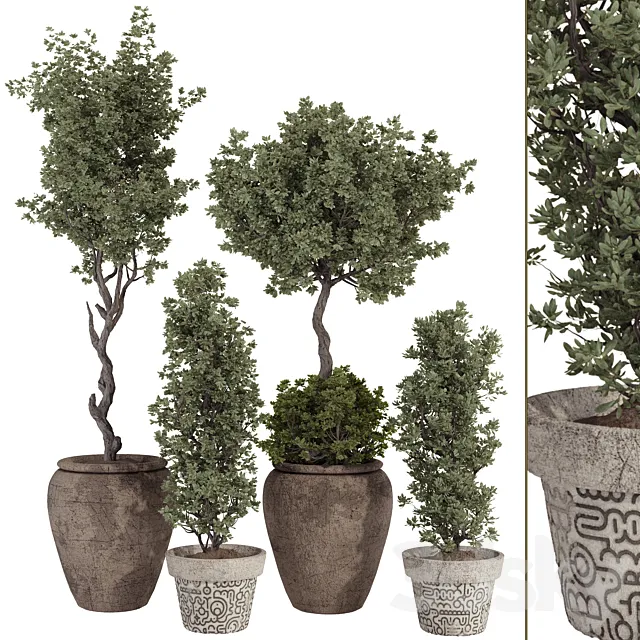 Bohemian Olive Bonsai Tree and Bush in Pottery Pot 199 3D Model