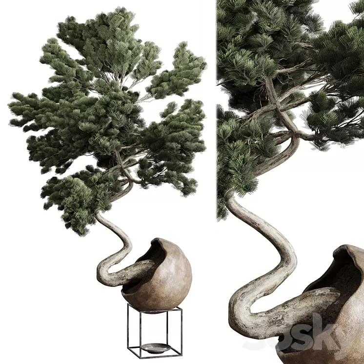 Bonsai 01 3D Model Free Download