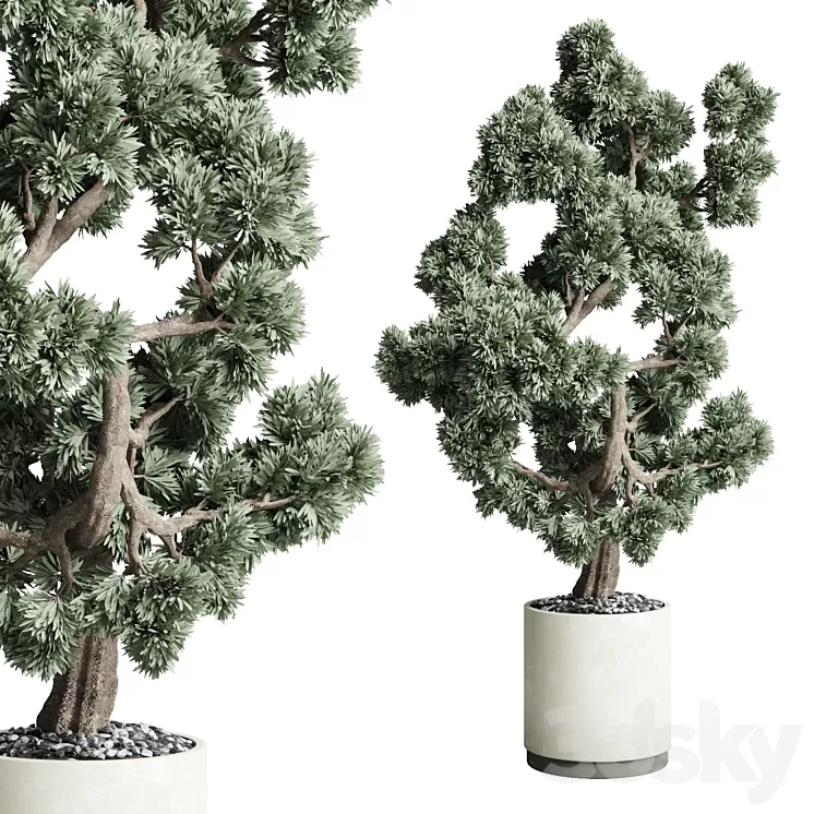 Bonsai 02 3D Model Free Download