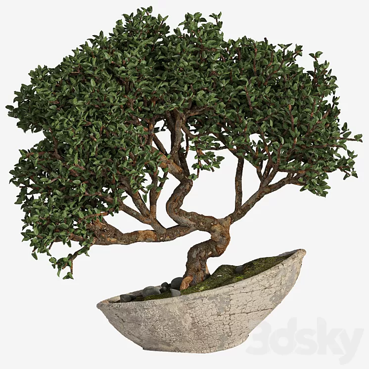 bonsai 04 indoor 3D Model