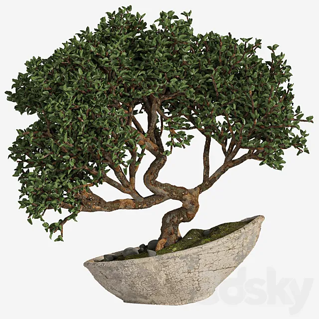 bonsai 04 indoor 3DModel bonsai 04 indoor 3DModel