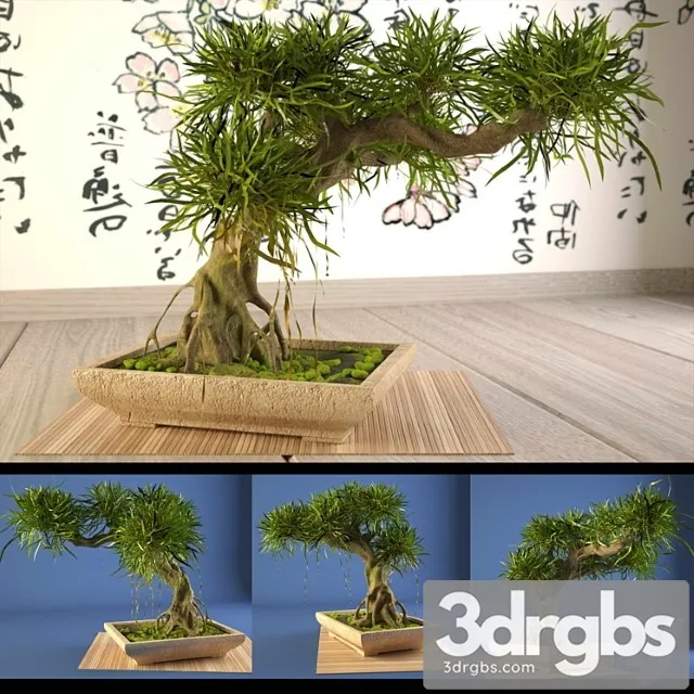 Bonsai 11 3D Model Download