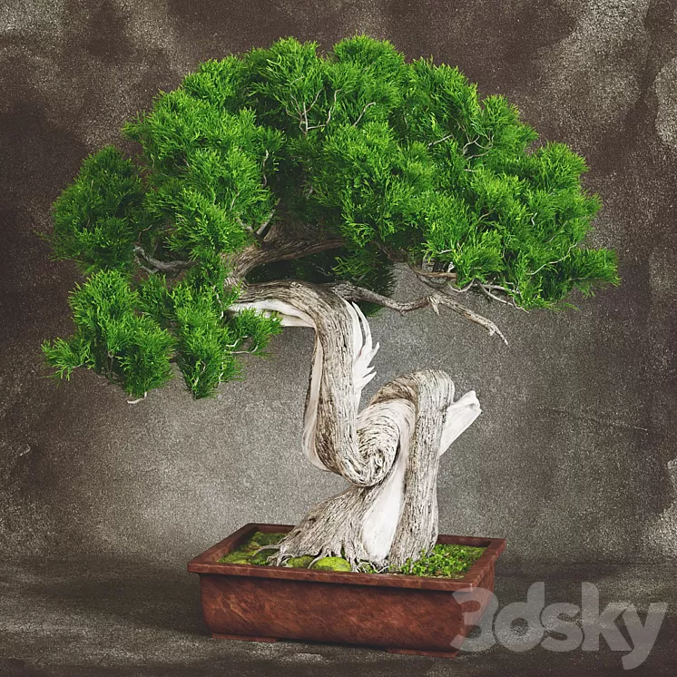 Bonsai 2 3D Model Bonsai 2 3D Model
