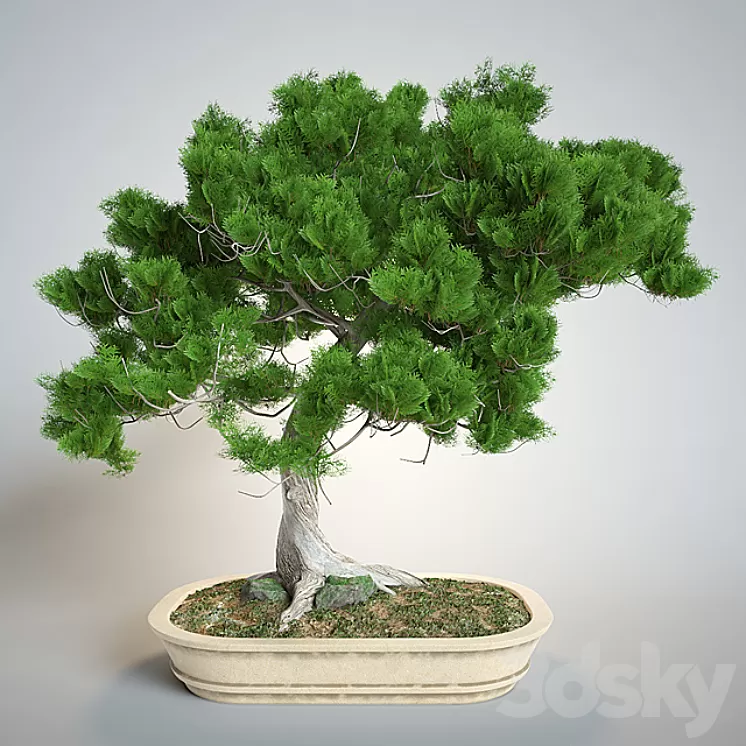 Bonsai 3D Model Bonsai 3D Model