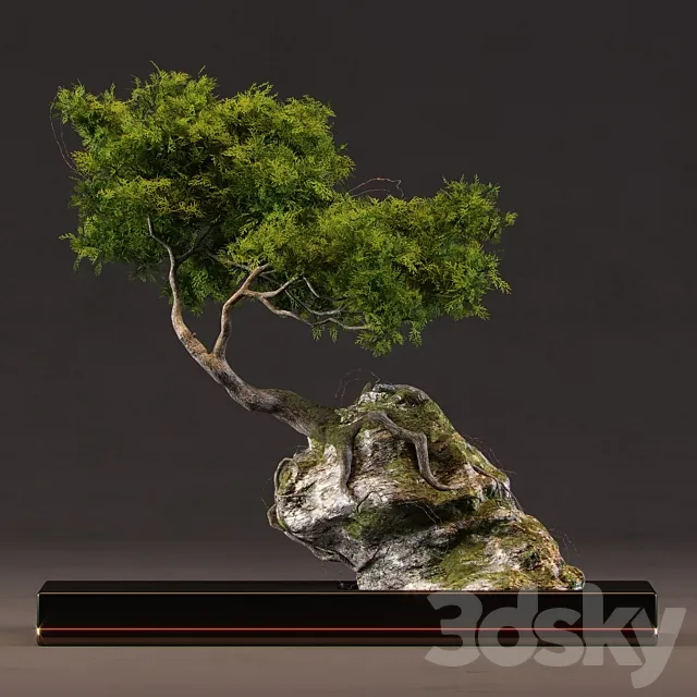Bonsai 3D Model Bonsai 3D Model