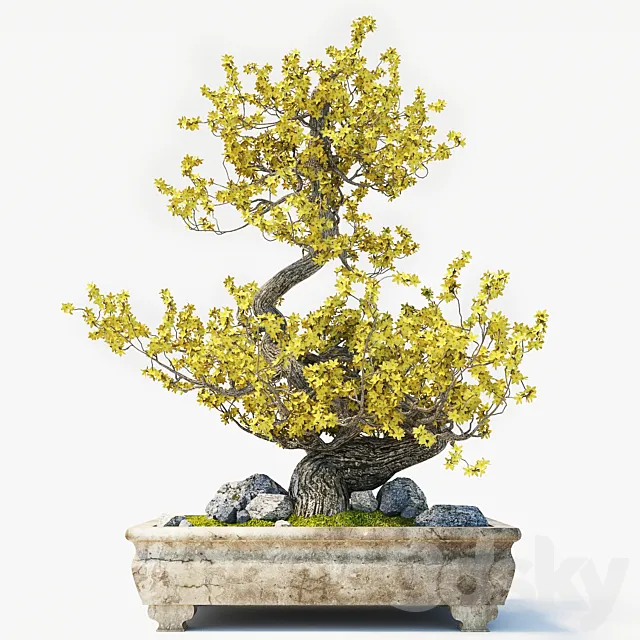 Bonsai 3D Model Bonsai 3D Model