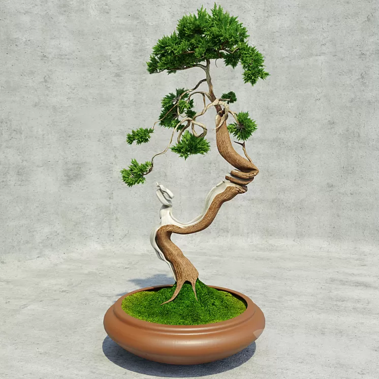 Bonsai 3D Model Bonsai 3D Model