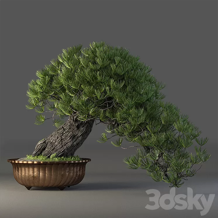 Bonsai 3D Model Bonsai 3D Model