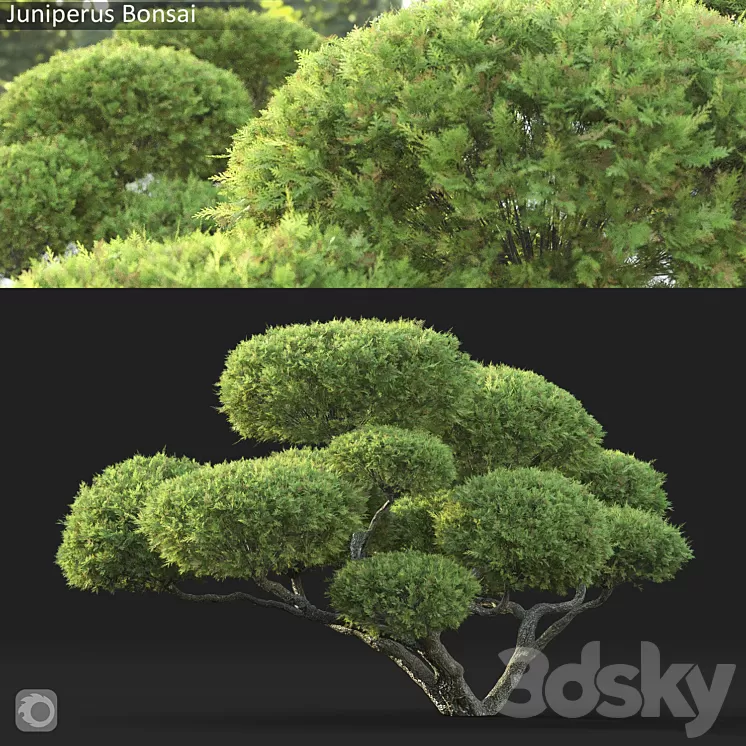 Bonsai 3D Model Free Download