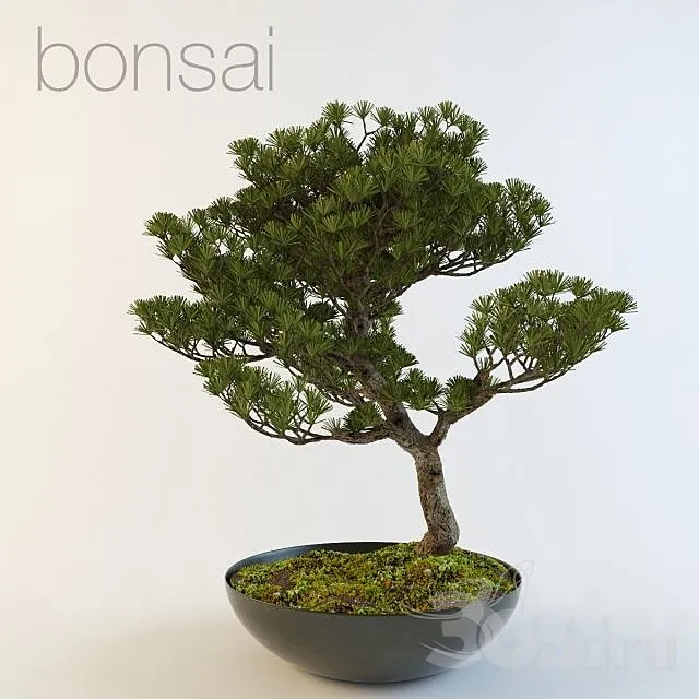 bonsai 3D Model bonsai 3D Model