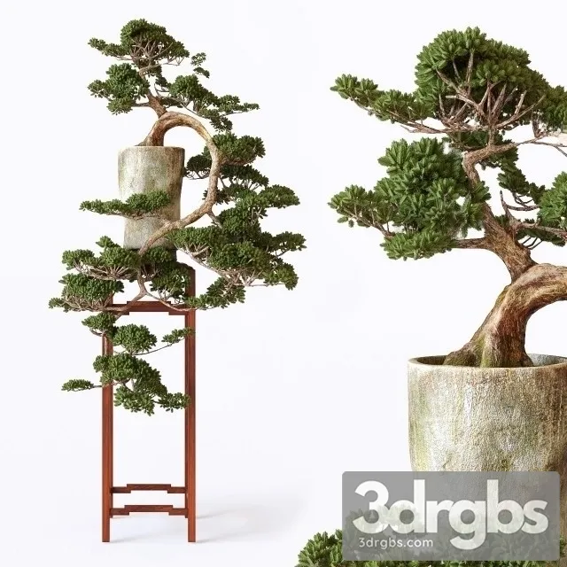 Bonsai 3D Model Download