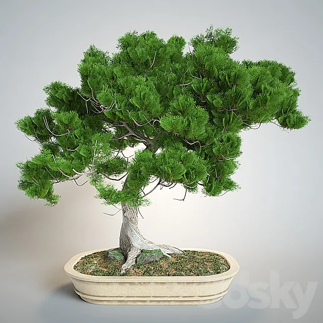 Bonsai 3DModel Bonsai 3DModel