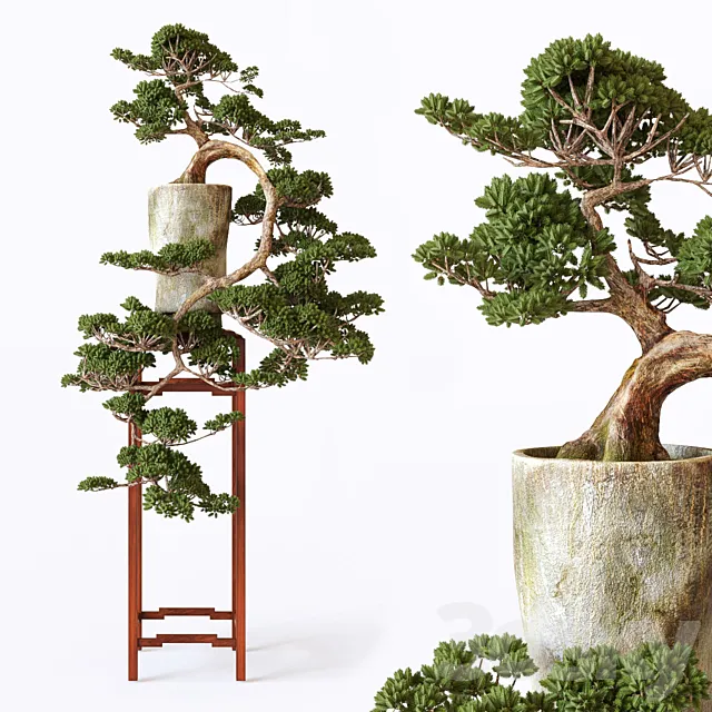 Bonsai 3DModel Bonsai 3DModel