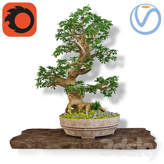 Bonsai 3DModel Bonsai 3DModel