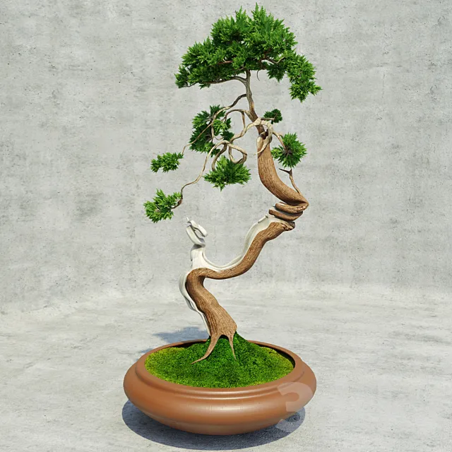 Bonsai 3DModel Bonsai 3DModel