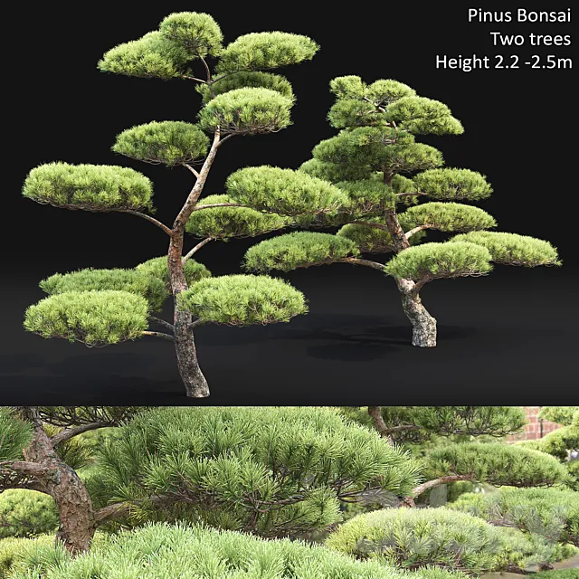 Bonsai 3DModel