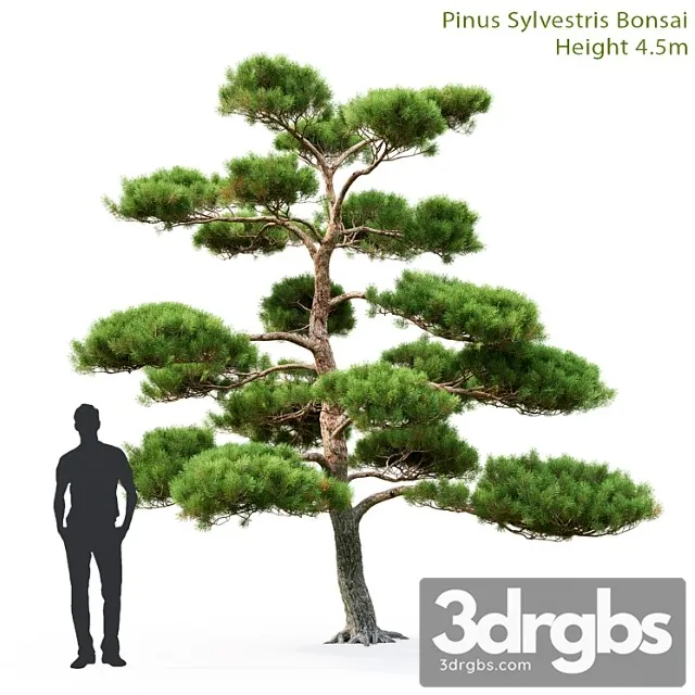 Bonsai 56 3D Model Download Bonsai 56 3D Model Download