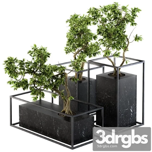 Bonsai benjamin indoor plants – set 101