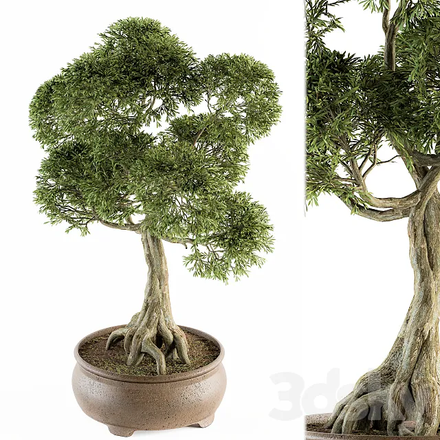 Bonsai broadleaf – indoor plants Set 208 3DModel Bonsai broadleaf – indoor plants Set 208 3DModel